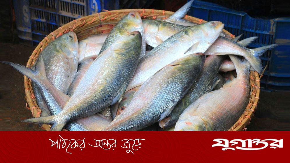 কুমিল্লার ১০ পয়েন্ট দিয়ে ইলিশ পাচার হচ্ছে ত্রিপুরায়