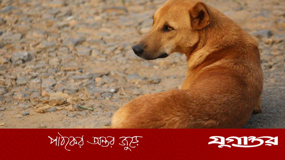 পরপর দুবার কামড়ালেই কুকুরের যাবজ্জীবন কারাদণ্ড