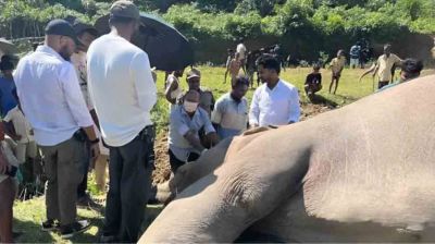 বন থেকে মৃত হাতি উদ্ধার, রহস্যময় রক্তের চিহ্নে উদ্বেগ