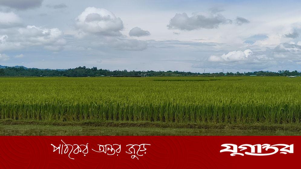 লবণ মাঠে আমনের বাম্পার ফলন, কৃষি খাতে নতুন মাত্রা