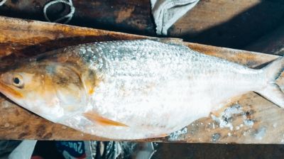 জেলের জালে মিলল ৪ কেজির ইলিশ