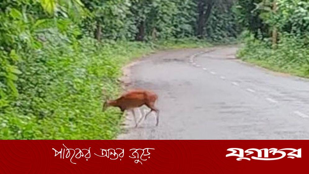 সাতছড়ি জাতীয় উদ্যানে দেখা মিলেছে হরিণের