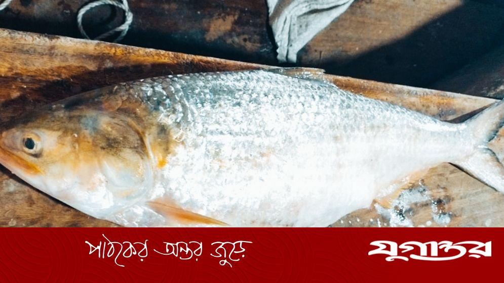 জেলের জালে মিলল ৪ কেজির ইলিশ