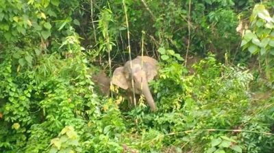 মাইন বিস্ফোরণে ফের বন্যহাতি জখম