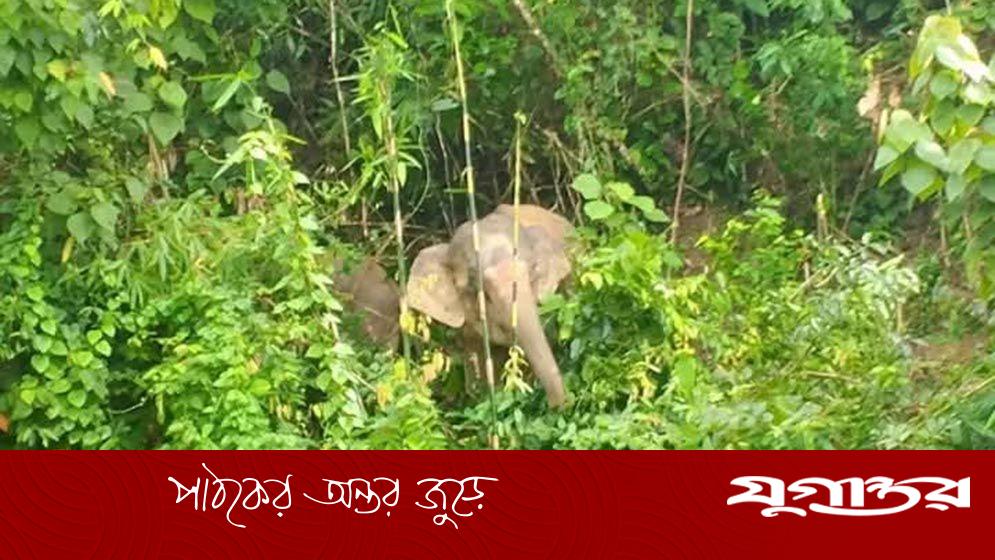 মাইন বিস্ফোরণে ফের বন্যহাতি জখম