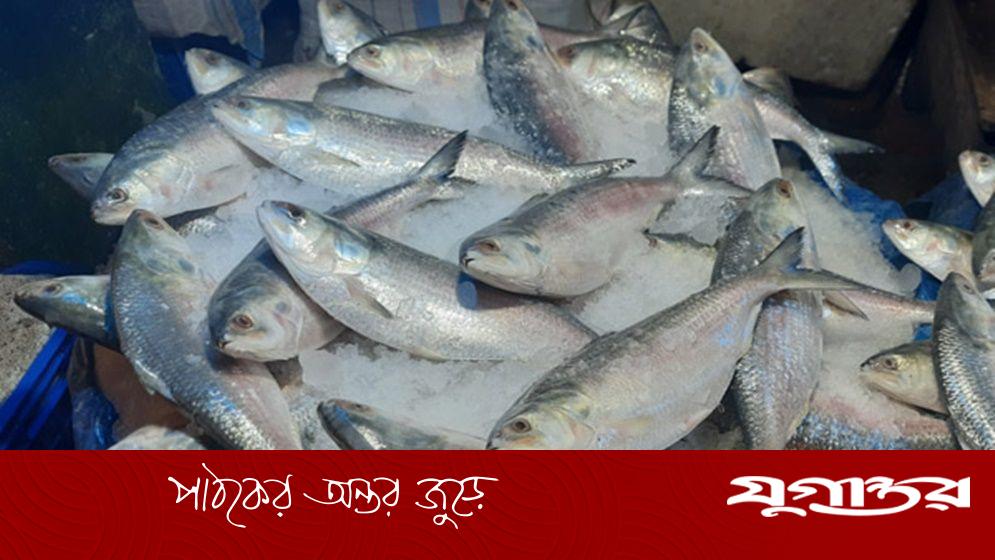 দেশ থেকে যে কৌশলে পাচার হচ্ছে ইলিশ