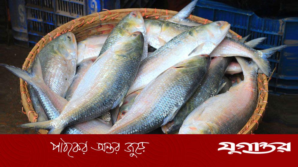 ভারতকে ট্রানজিট বানিয়ে ইলিশ পাচার, খবর প্রকাশের পর রপ্তানি বন্ধ