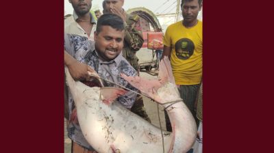 পদ্মার এক পাঙাশের দাম ৬২৫০০ টাকা!