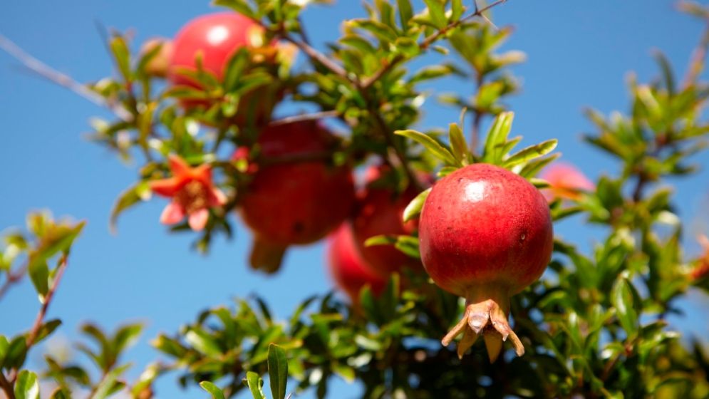 দিনাজপুরে আনার চাষে সফল দুই উদ্যোক্তা