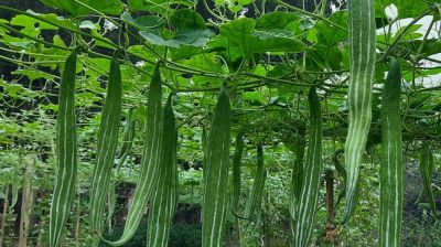 দৌলতপুরে চিচিঙ্গা চাষে বাজিমাত