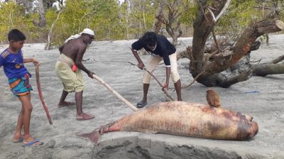 সৈকতে ফের ভেসে এলো মৃত ডলফিন