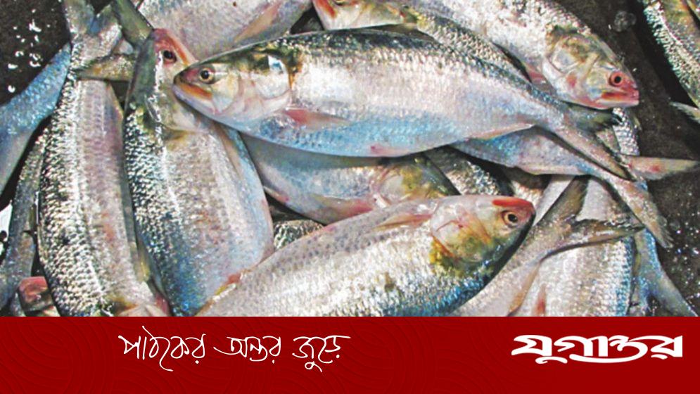 ইলিশের আকার অনুযায়ী দাম নির্ধারণের সুপারিশ