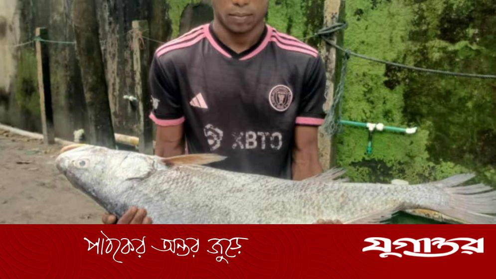 আঠারো কেজির কালা পোপা বিক্রি হলো ৯৫ হাজারে