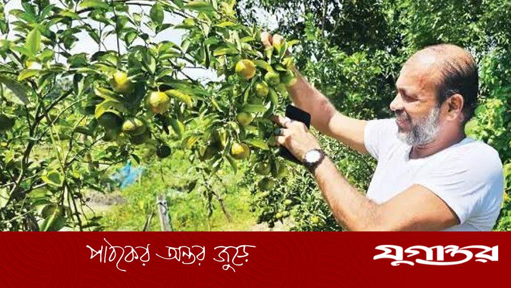নজরকাড়া কমলায় মাসে অর্ধলাখ আয়ের স্বপ্ন