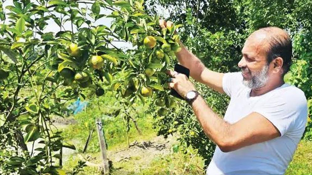 নজরকাড়া কমলায় মাসে অর্ধলাখ আয়ের স্বপ্ন