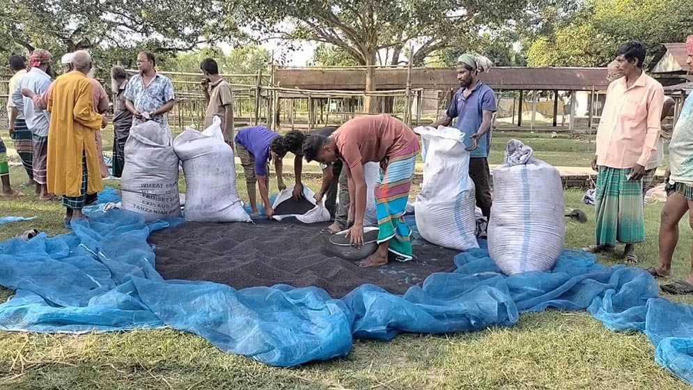 যেখানে সাদা তিল হয়ে যায় কালোজিরা