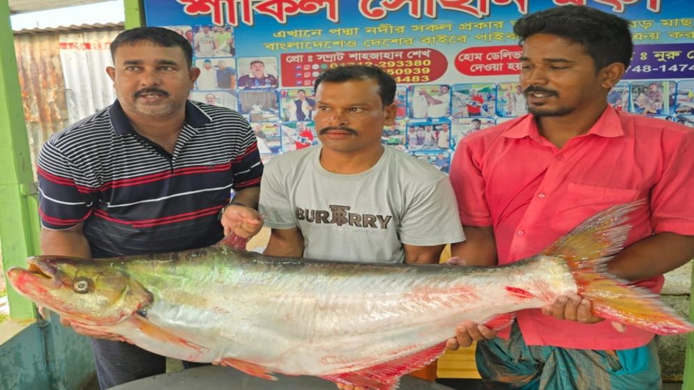 পদ্মার এক ঢাই মাছের দাম ৪৪ হাজার টাকা