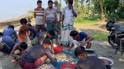 পদ্মার কালিদাসখালী ঘাটে নিত্য বসে মাছের হাট