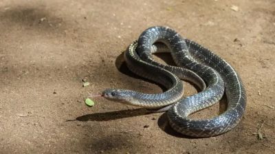 রাসেলস ভাইপারের চেয়েও কেউটের কামড়ে মৃত্যু বেশি