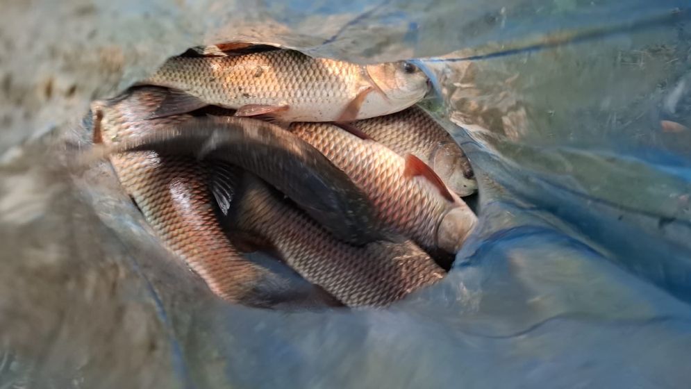 সার্ভেয়ারের বিরুদ্ধে সরকারি পুকুরের মাছ চুরির অভিযোগ