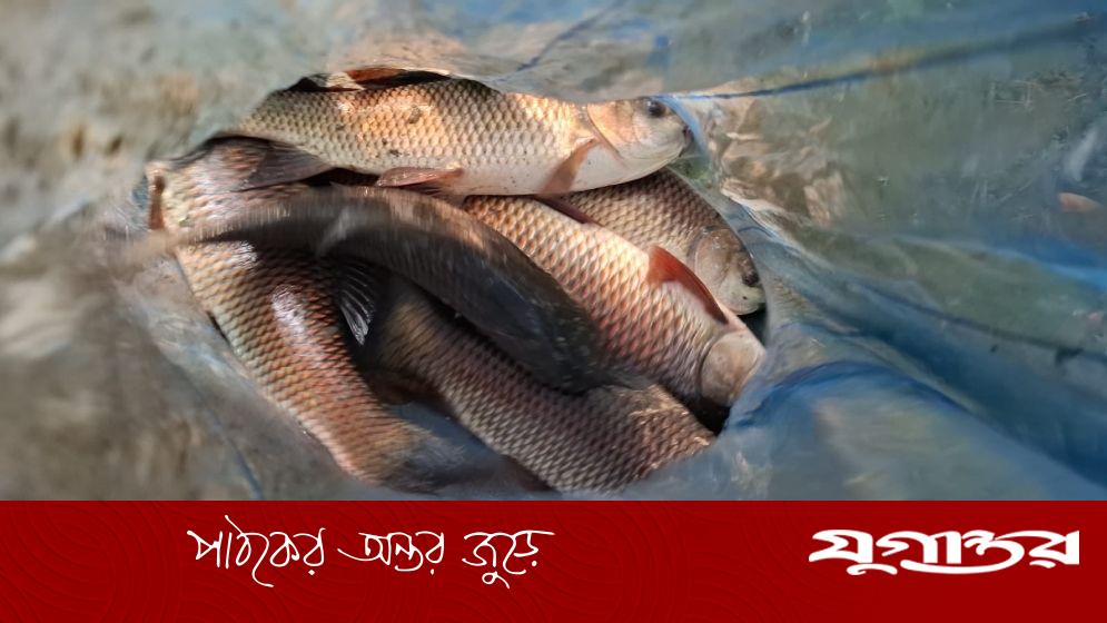 সার্ভেয়ারের বিরুদ্ধে সরকারি পুকুরের মাছ চুরির অভিযোগ