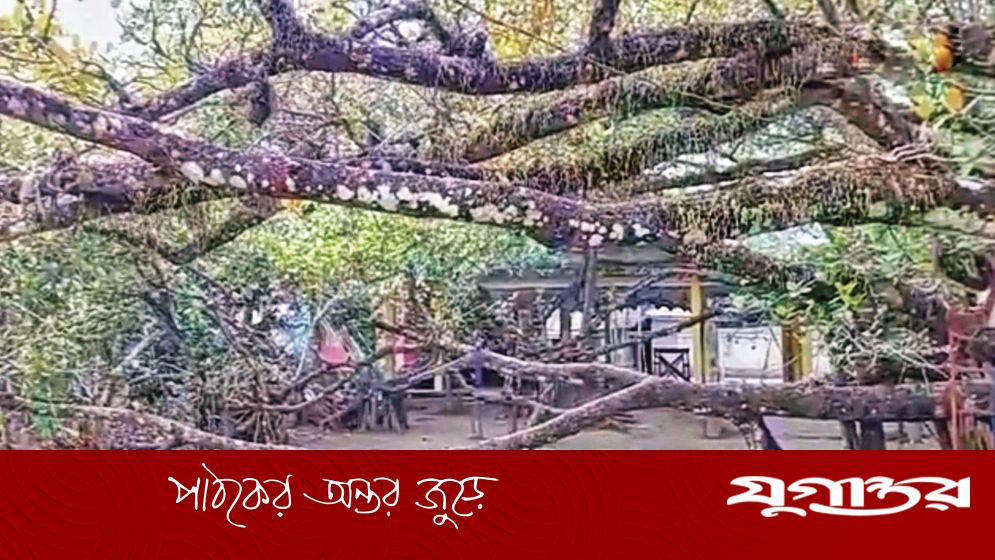 যে গাছের ডাল ভাঙে না পাতা ছেঁড়ে না কেউ