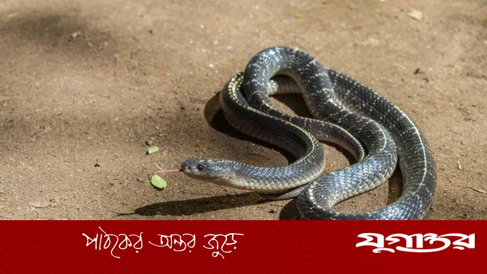 রাসেলস ভাইপারের চেয়েও কেউটের কামড়ে মৃত্যু বেশি