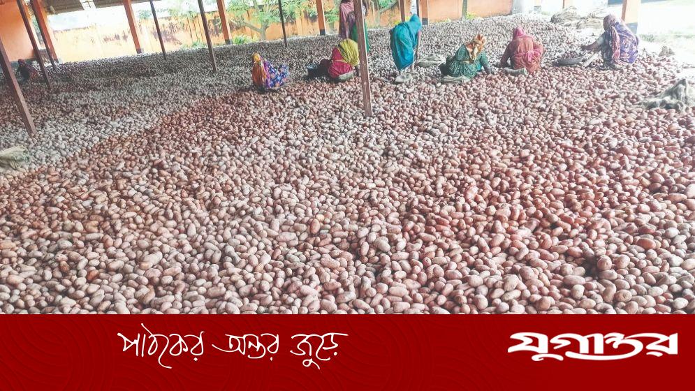 ‘আর করব না আলু চাষ দেখব তোরা কী খাস’