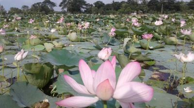 জলাশয়ে ফুটেছে পদ্ম, প্রকৃতিপ্রেমীদের ভিড়