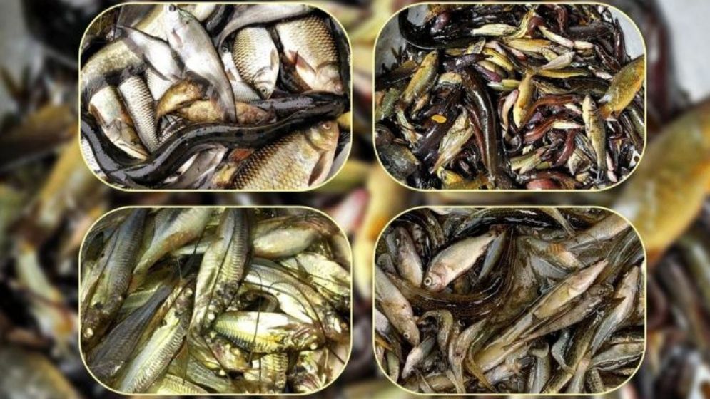 হুমকির মুখে ৬৪ প্রজাতির মাছ