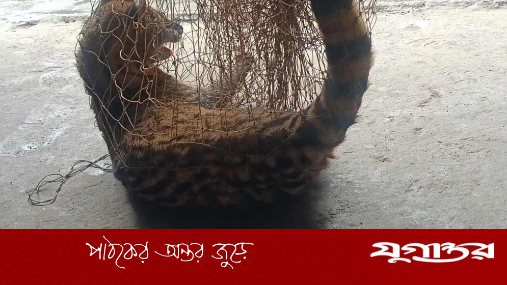 নাটোরে কৃষকের জালে বাগডাশ