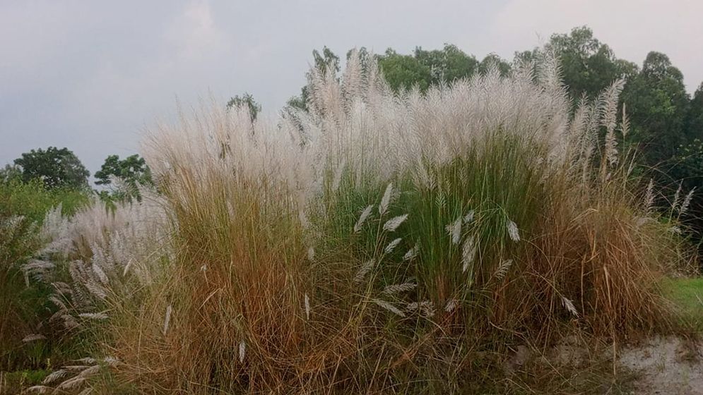 যমুনার চরে কাশফুল টানছে পর্যটকদের