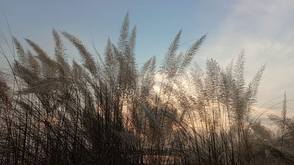 যমুনার চরে কাশফুল টানছে পর্যটকদের