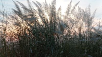 যমুনার চরে কাশফুল টানছে পর্যটকদের