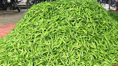 কাঁচামরিচ কেজিপ্রতি ৩২০ টাকা