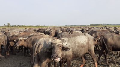 জোয়ার-ভাটার নিয়মে চলে মহিষ বাথান