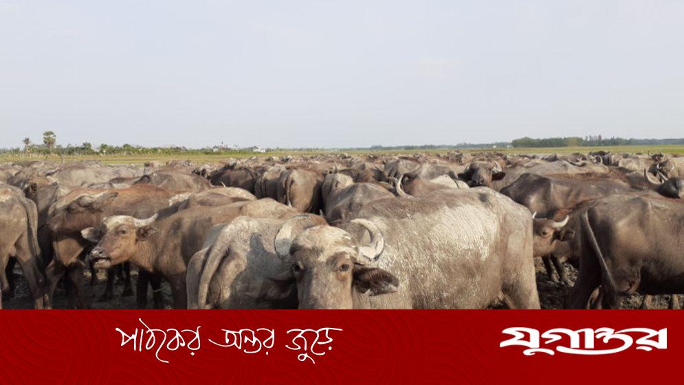 জোয়ার-ভাটার নিয়মে চলে মহিষ বাথান
