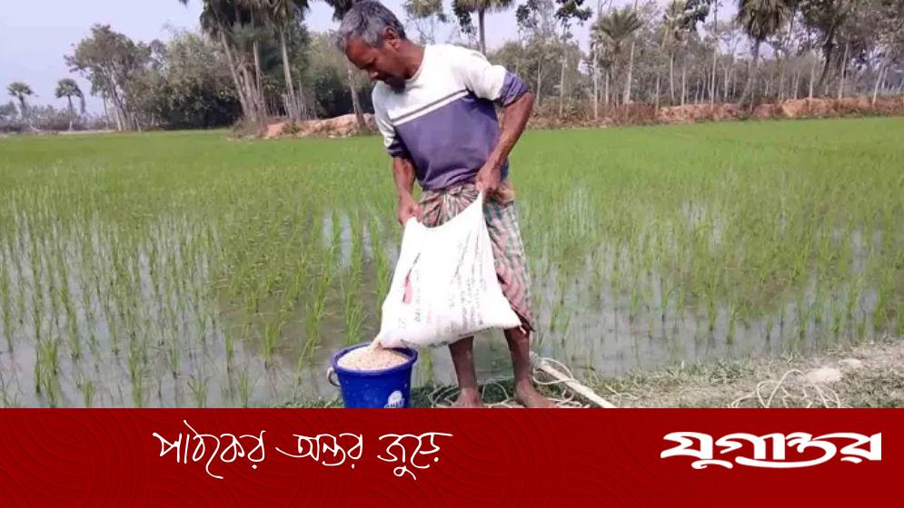 রাসায়নিক সার ব্যবহারে কমছে মাটির উর্বরা শক্তি