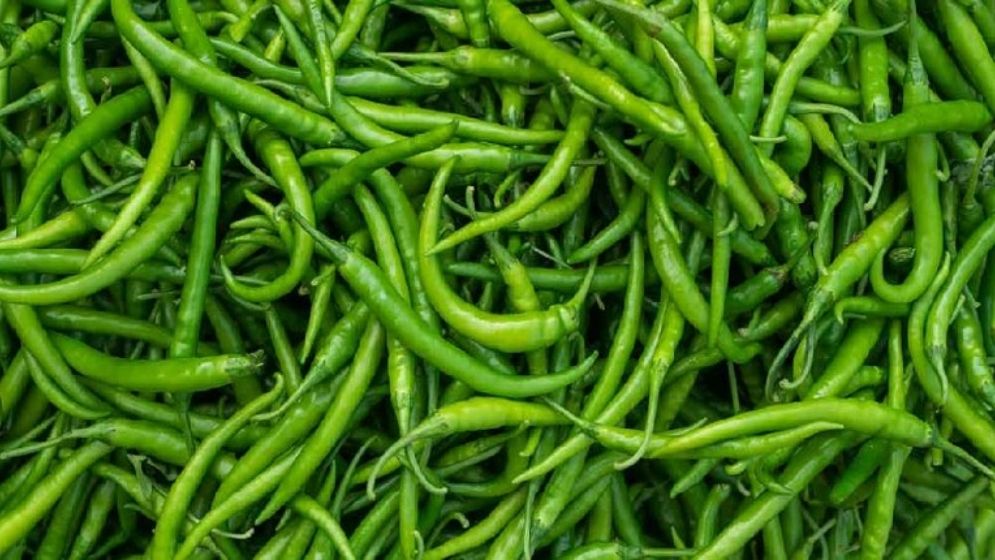 একদিনের ব্যবধানে যশোরে কাঁচামরিচে আগুন!