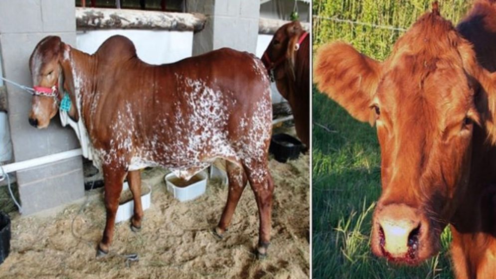 অ্যানথ্রাক্স প্রতিরোধে সরকারের জরুরি ও সমন্বিত কার্যক্রম শুরু