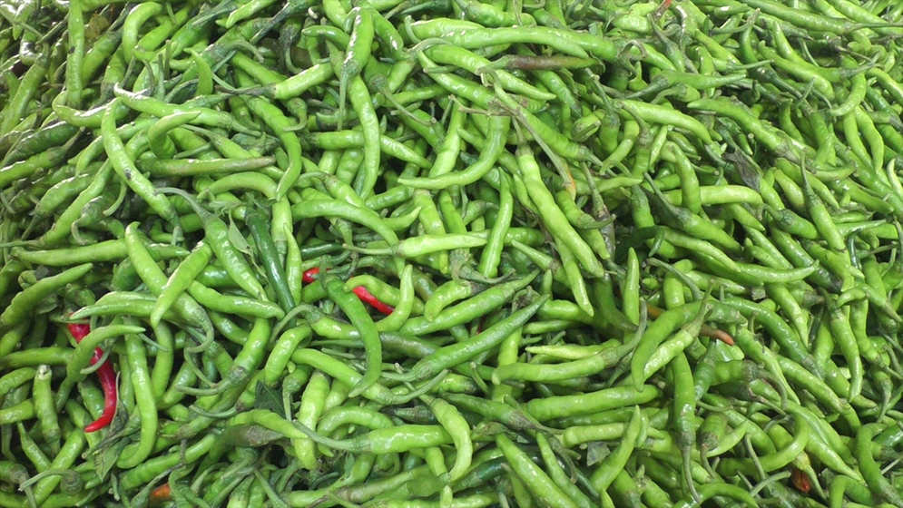 কেজিতে ১২০ টাকা কমল কাঁচামরিচ