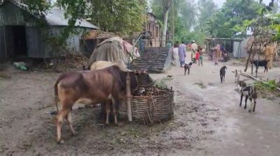 অ্যানথ্রাক্স উপসর্গ নিয়ে নারীর মৃত্যু