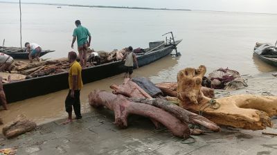 ব্রহ্মপুত্রের স্রোতে ভেসে আসছে হাজার হাজার গাছের গুঁড়ি