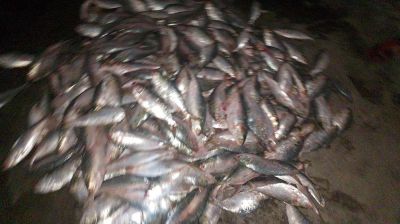 নিষেধাজ্ঞা অমান্য করে আ.লীগ নেতা ও তার ছেলের ইলিশ শিকার