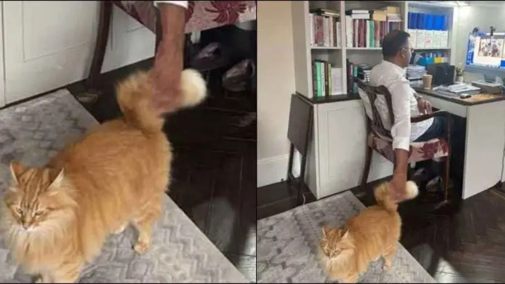 সেই বিড়ালটি তারেক রহমানের মেয়ে ব্যারিস্টার জাইমার