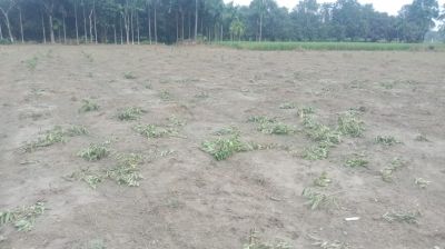 কৃষকের ৭ শতাধিক পেয়ারা গাছ কেটেছে দুর্বৃত্তরা