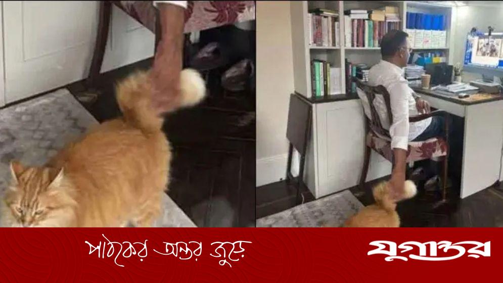 সেই বিড়ালটি তারেক রহমানের মেয়ে ব্যারিস্টার জাইমার