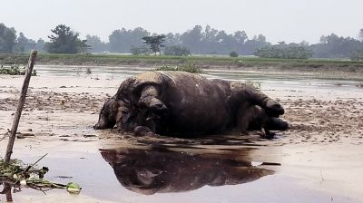 ভারত থেকে ভেসে এলো গণ্ডার