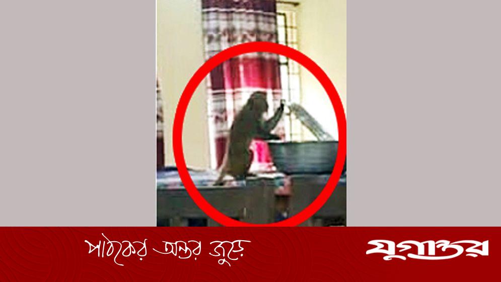 সিকৃবিতে বানরের আক্রমণের শিকার শতাধিক ছাত্রী