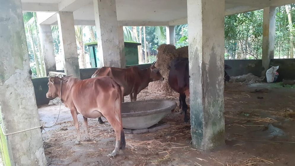 বিদ্যালয় ভবনে গোয়াল ঘর